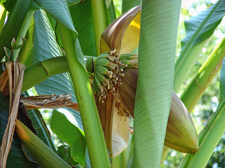 Banana Plants in Portland - Mike Darcy