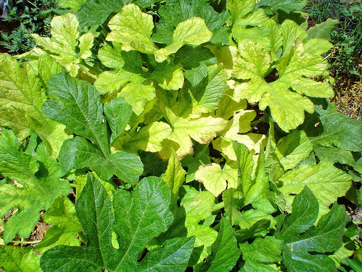 Cure Chlorosis - Maureen Gilmer