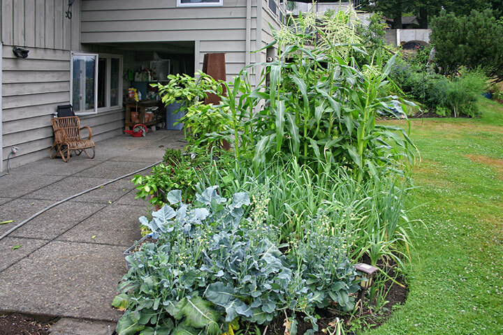 Janet's Vegetable Garden - Mike Darcy