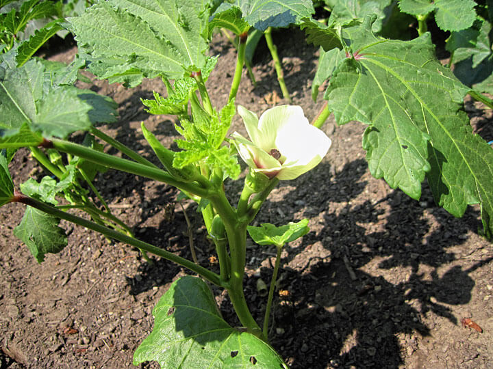 Okra in Oregon - Photo by Susanne Pope