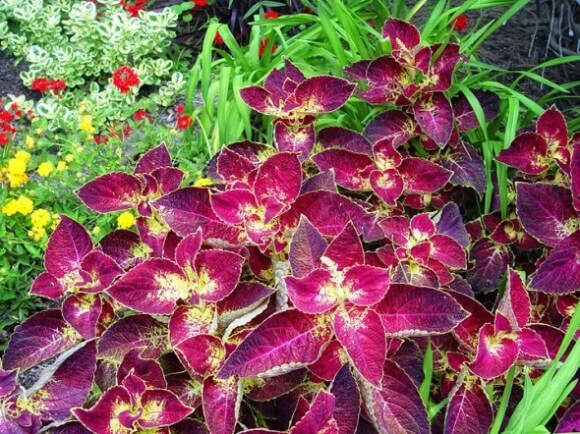 Coleus Low - Maureen Gilmer