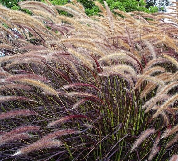 Grass Low - Maureen Gilmer