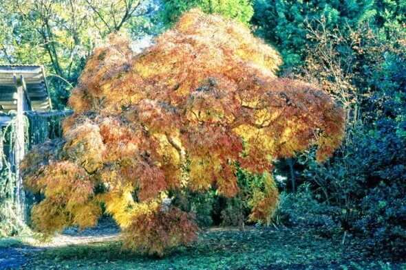 JC Tree - Pam Beck