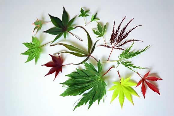 Maple Leaf Types - Pam Beck