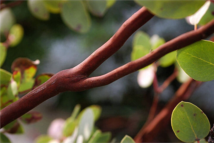 Ideas for Native Plants in Home Gardens - Manzanita Bark - Mike Darcy