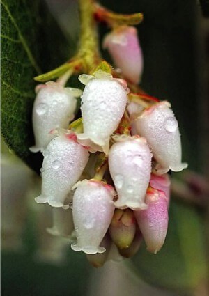 Ideas for Native Plants in Home Gardens - Manzanita Flower Cluster - Mike Darcy
