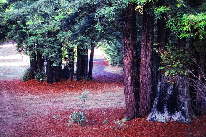 Growing Coast Redwood - Sequoia Sempervirens - Maureen Gilmer