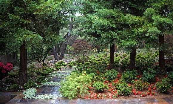 Growing Coast Redwood - Maureen Gilmer