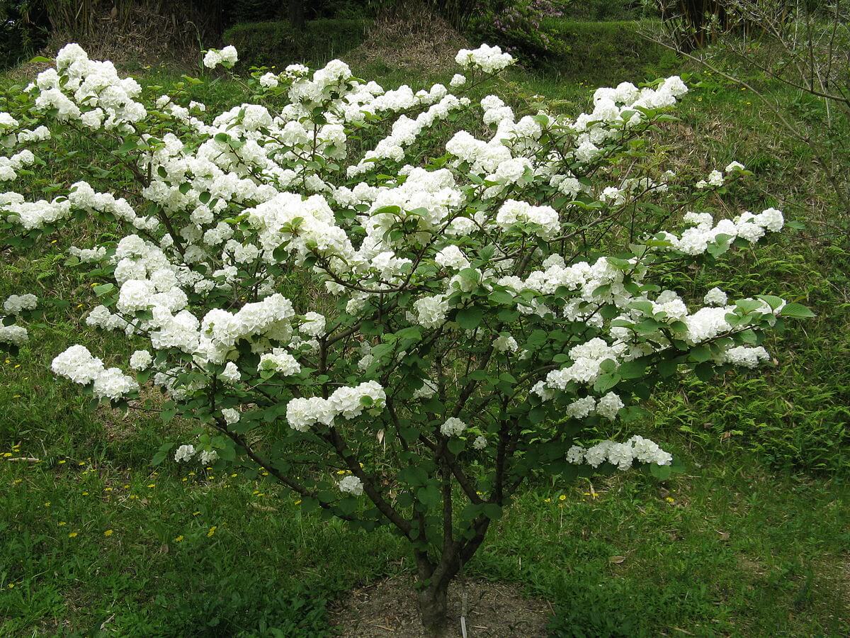 Fragrant Viburnum Tree