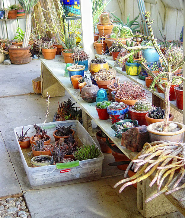 Succulents Greenhouse - Maureen Gilmer