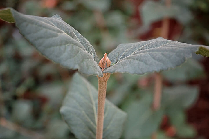 V. Carlesii - Photo by Pam Beck