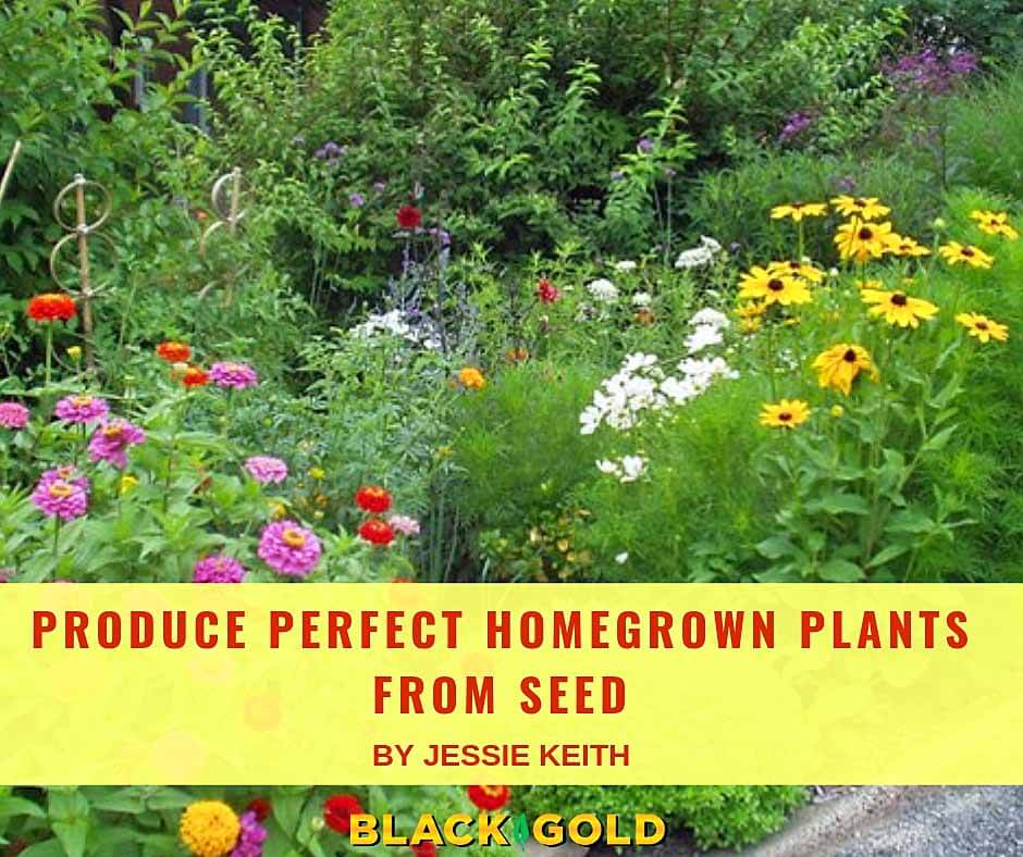 Starting Perfect Homegrown Plants from Seed – Black Gold