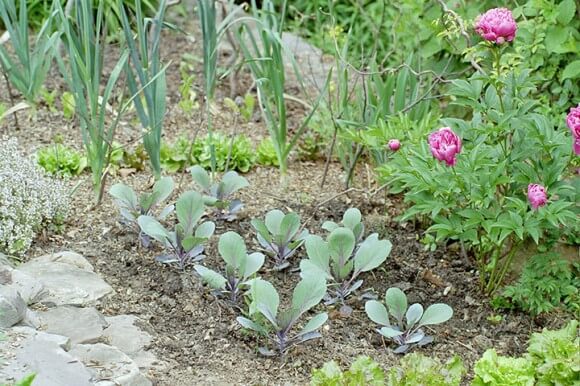 Homegrown Plants from Seed: Homegrown Cabbage Seedlings