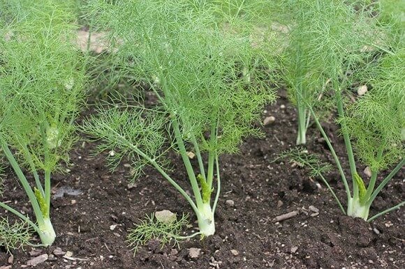 Homegrown Plants from Seed: Homegrown Fennel Plantlets