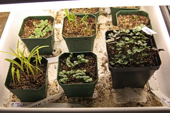 Homegrown Plants from Seed: Happy Seedlings