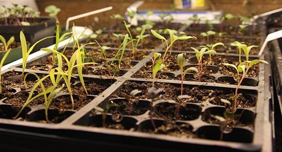 Homegrown Plants from Seed: Seedlings Placement