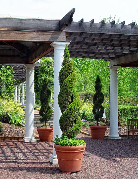 Potted Spiral Topiaries - Maureen Gilmer