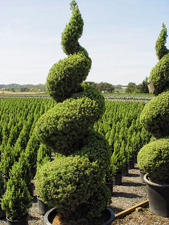 Single Spiral Topiaries - Maureen Gilmer