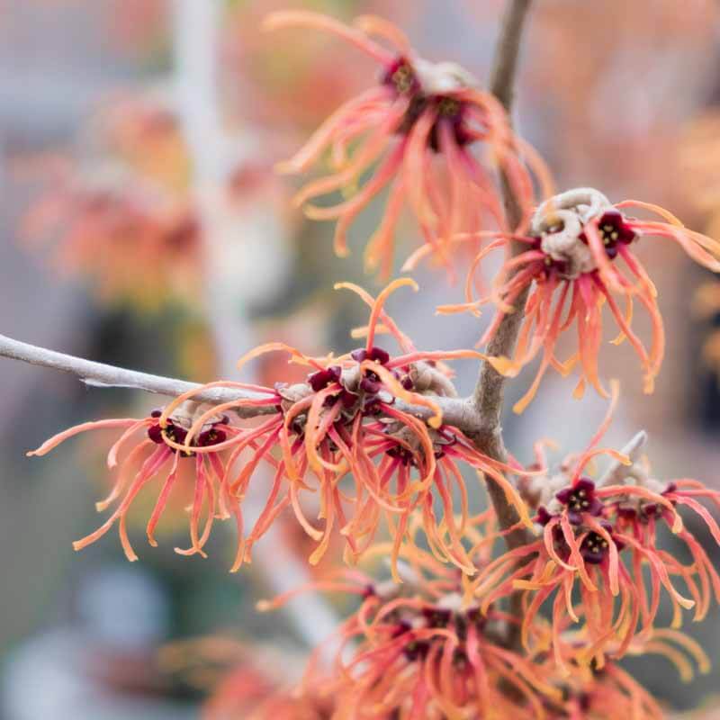 12 Fragrant Winter Flowering Shrubs for Beauty and Bees – Black Gold