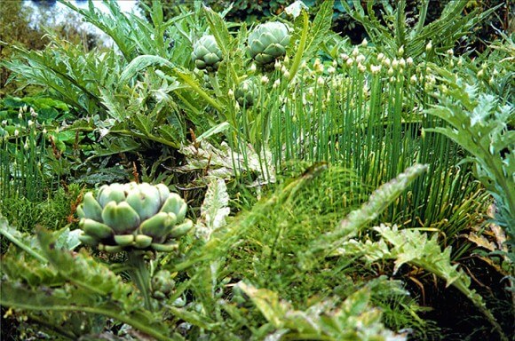 Artichoke Beds - Photo by Maureen Gilmer