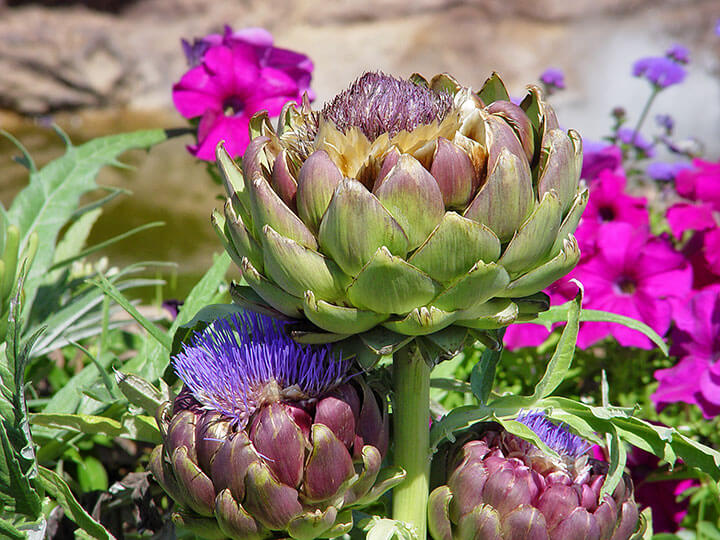 Artichoke Flowers - Photo by Maureen Gilmer