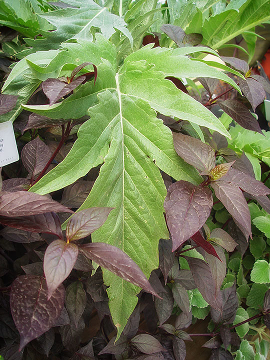 Artichoke Foliage - Photo by Maureen Gilmer