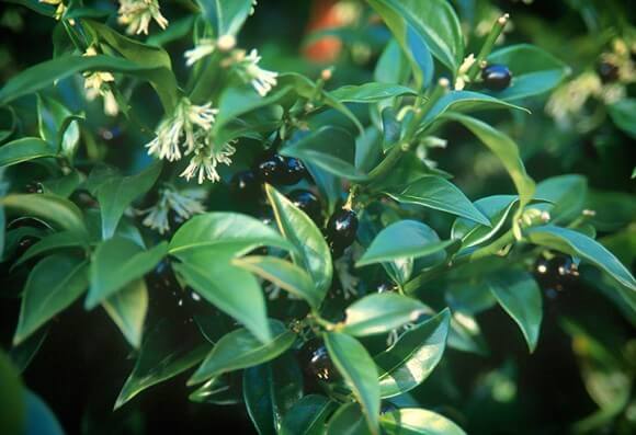 Fragrant Winter Flowering Shrubs - Sweetbox - Photo by Pam Beck