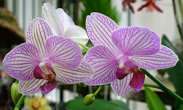 Growing Orchids Indoors 01 - Photo by Rich Baer