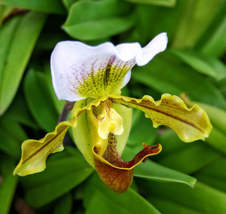 Growing Orchids Indoors 02 - Photo by Rich Baer