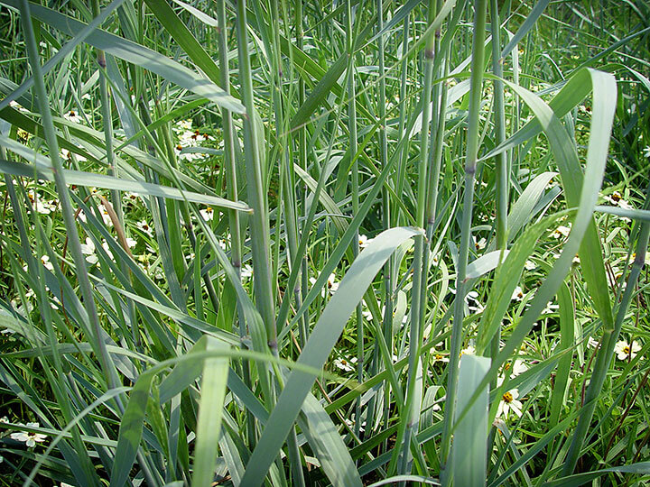 Bluestem - Photo by Maureen Gilmer