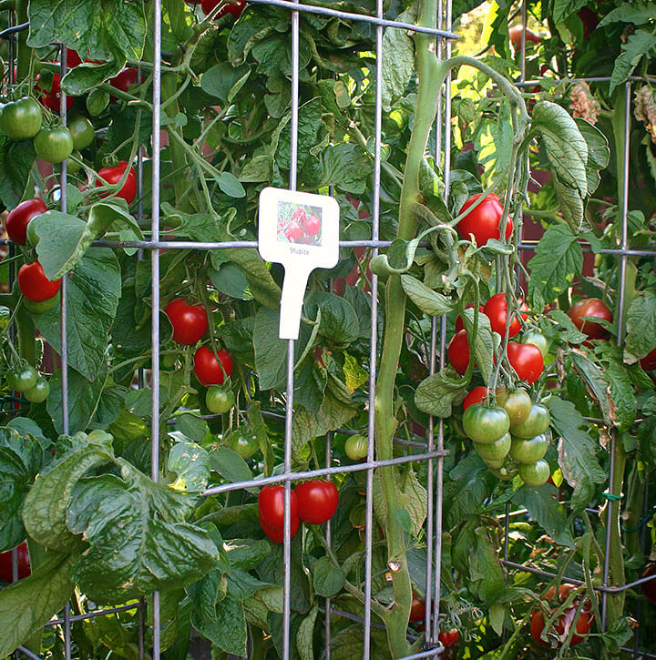Container Gardening Stupice Tomato - Photo By Rich Baer