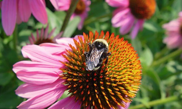 Echinacea and Bee - Photo by Maureen Gilmer