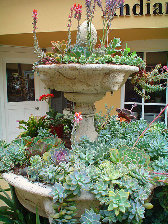 Succulent Fountain - Photo by Maureen Gilmer