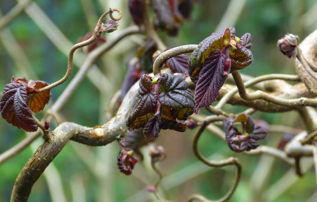 The contorted branches of 'Black Dragon' filbert offer brazen burgundy leaves up until midsummer.