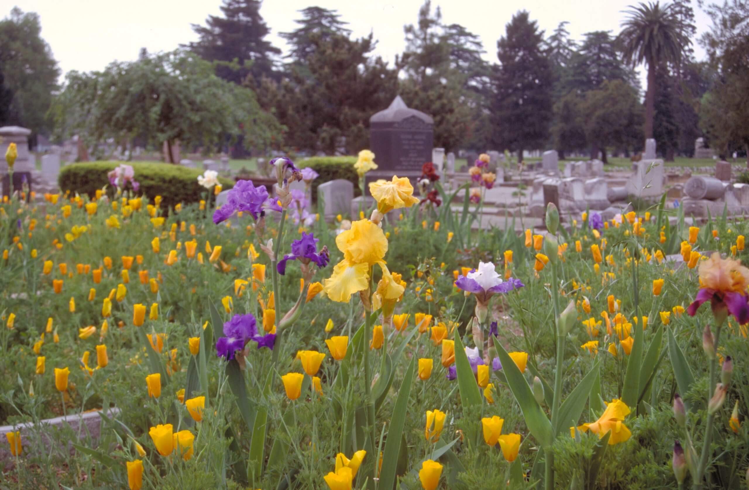 Some gardeners sowed wildflowers over fall planted bulbs and iris to fill vast areas of well-drained sandy soil in this historic Sacramento graveyard.