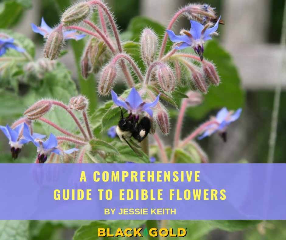 Edible Flower List and Chart - Sugar and Charm