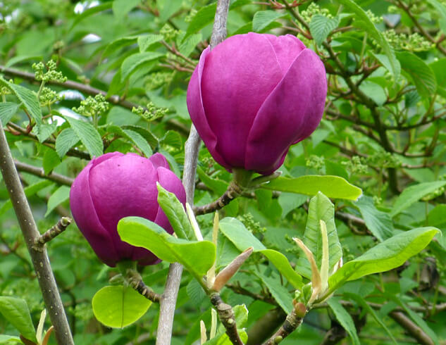 The deepest burgundy color of Magnolia ‘Black Tulip’ flowers is striking.