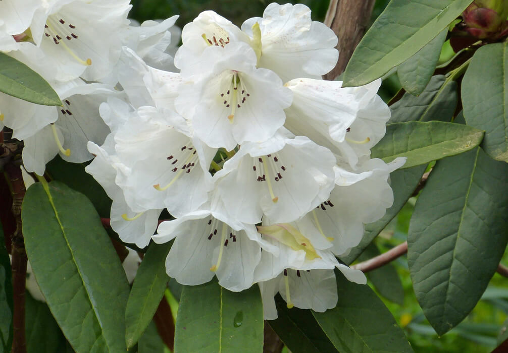 Rhododendron ‘Sir Charles Lemon’ is a striking spring beauty with trusses of white flowers decorated with dark anthers.