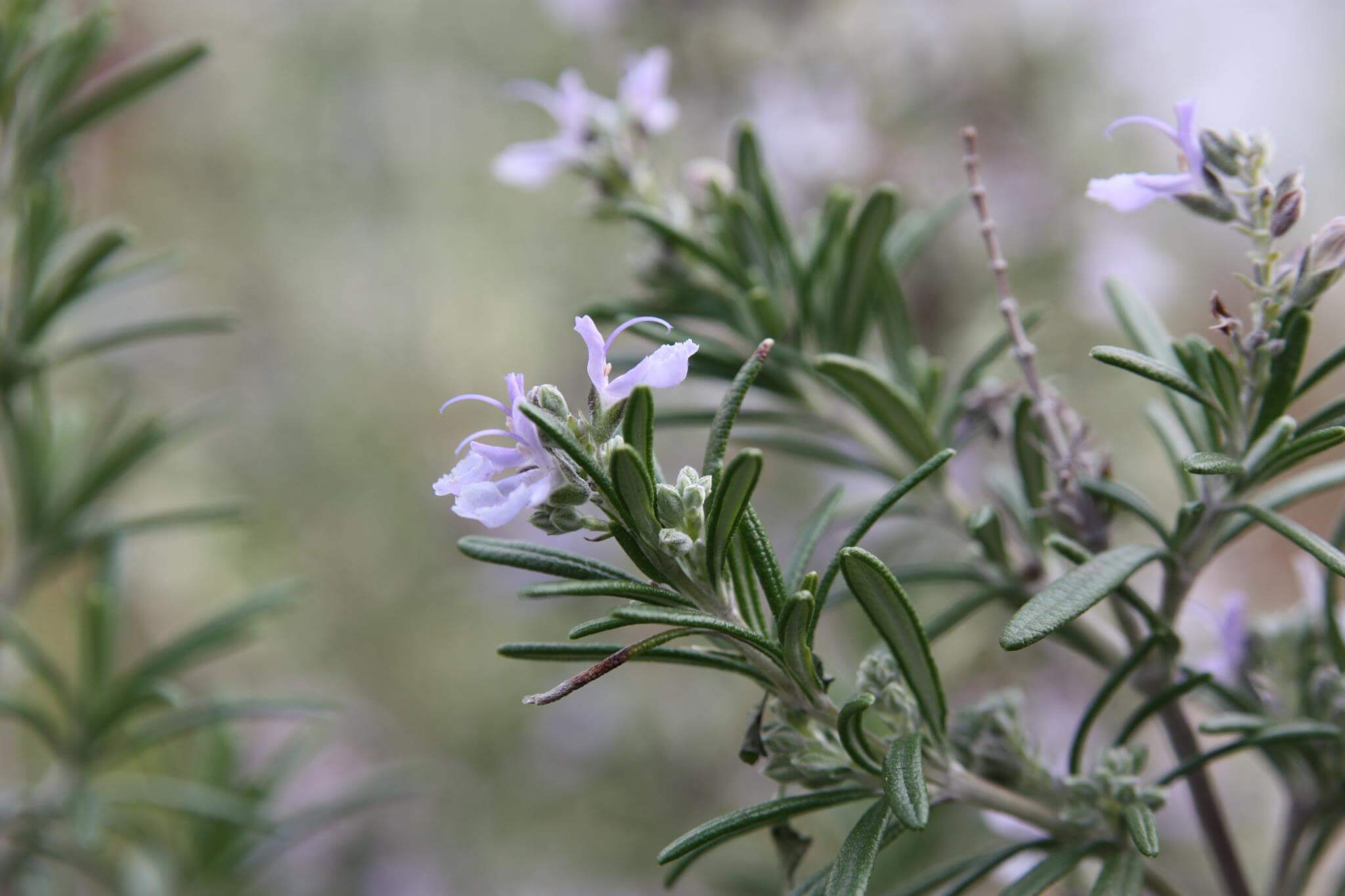 What Rosemary Varieties Survive in Southern California? – Black Gold