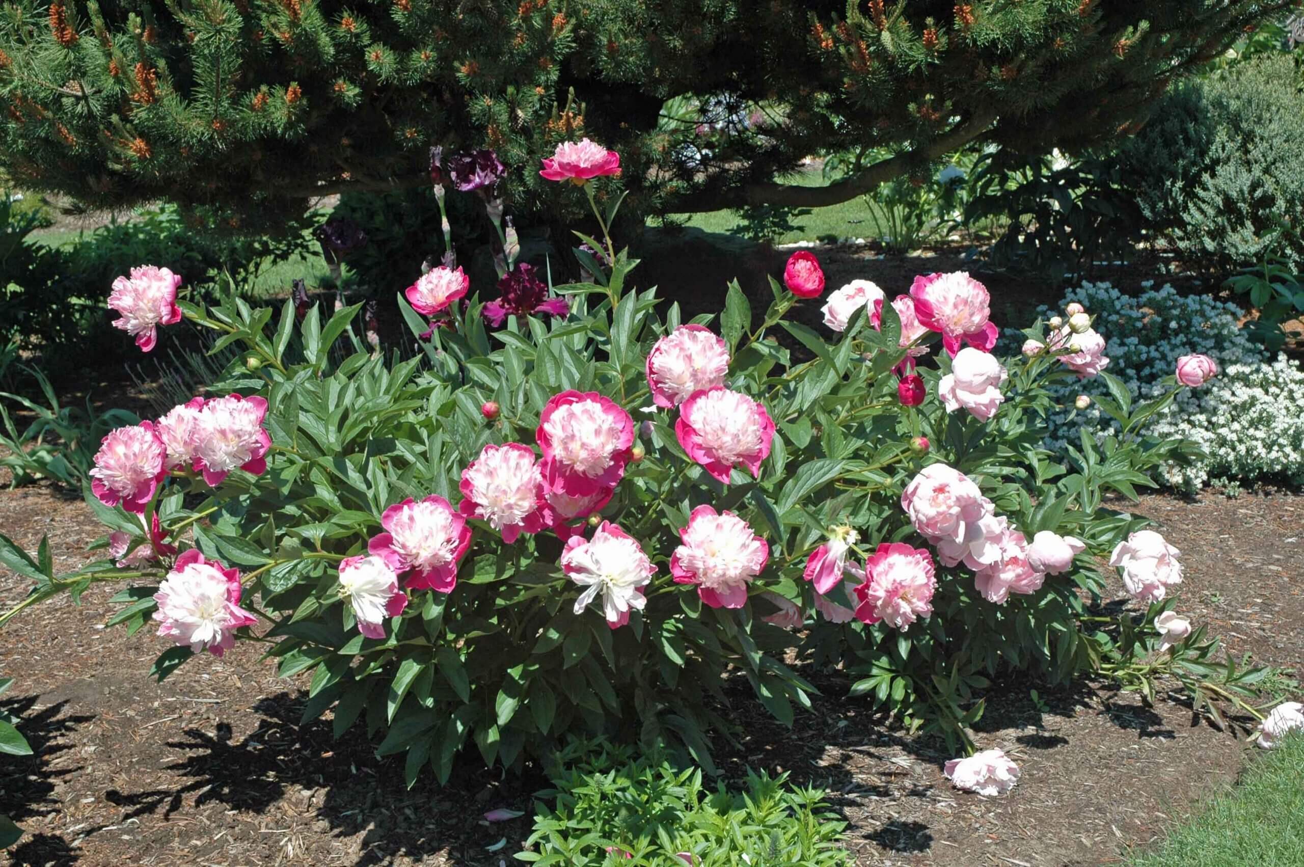 Adelman's peonies deals