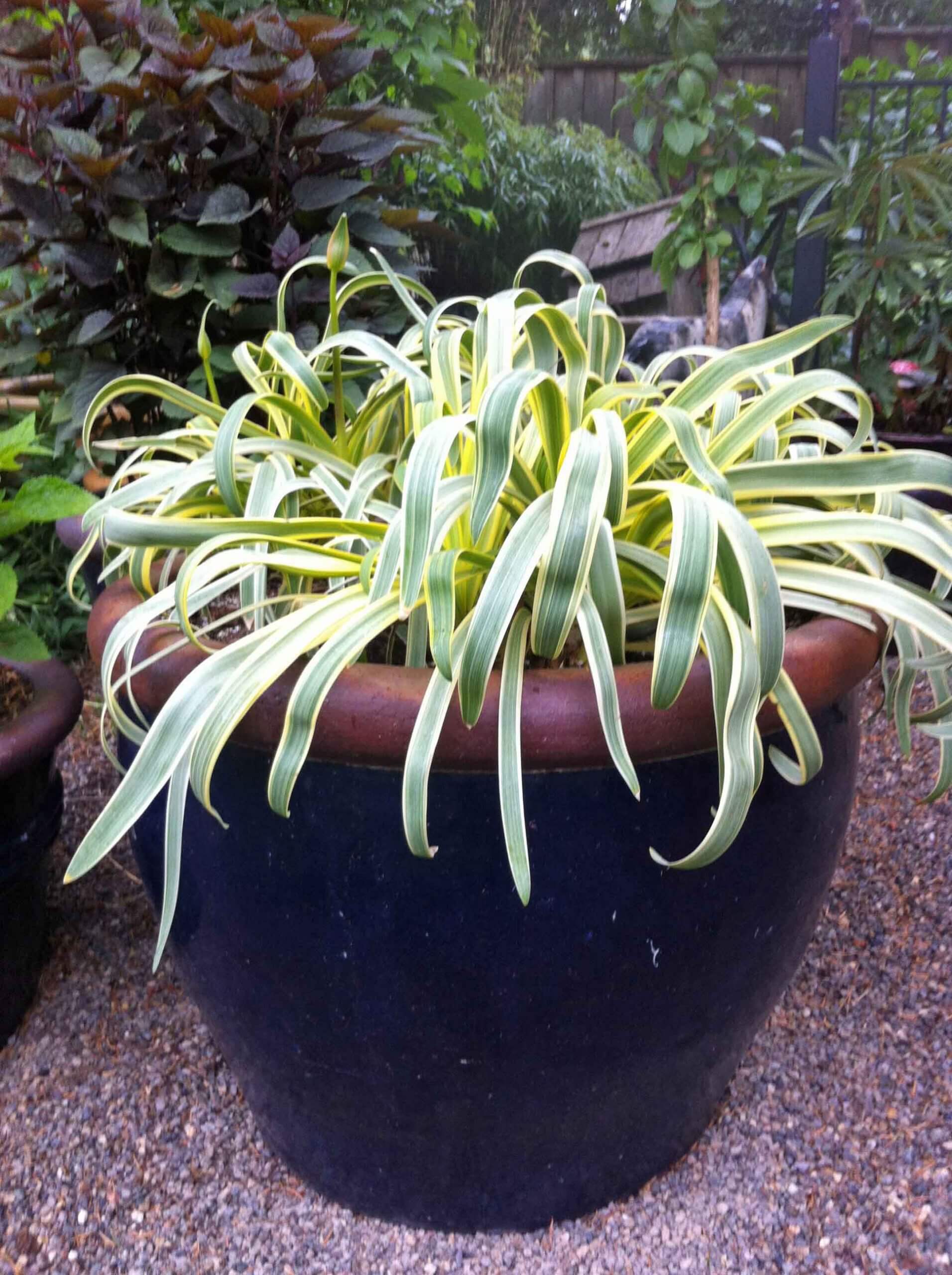 Agapanthus ‘Gold Strike’ (Variegated Lily of the Nile) is a foliar showstopper.