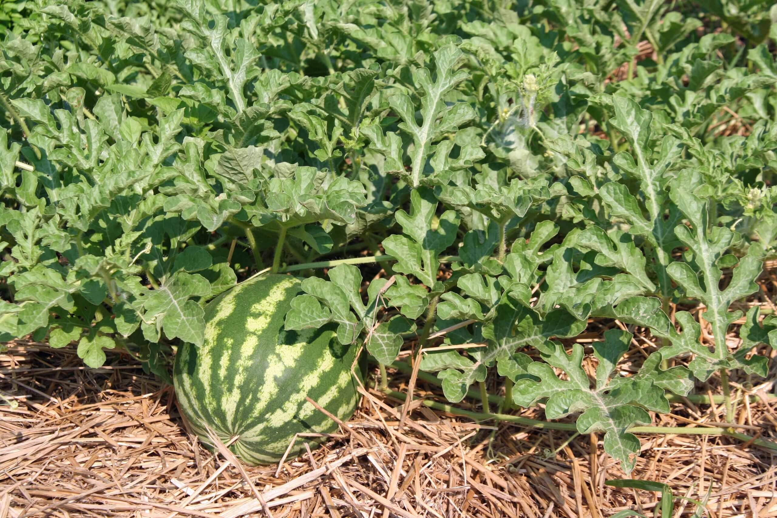 Great garden soil yields great crops!