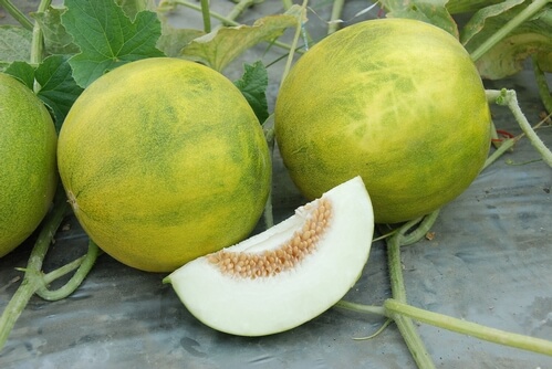 The Christmas melon 'Melemon' is a super 2013 AAS winner. (image by the AAS)