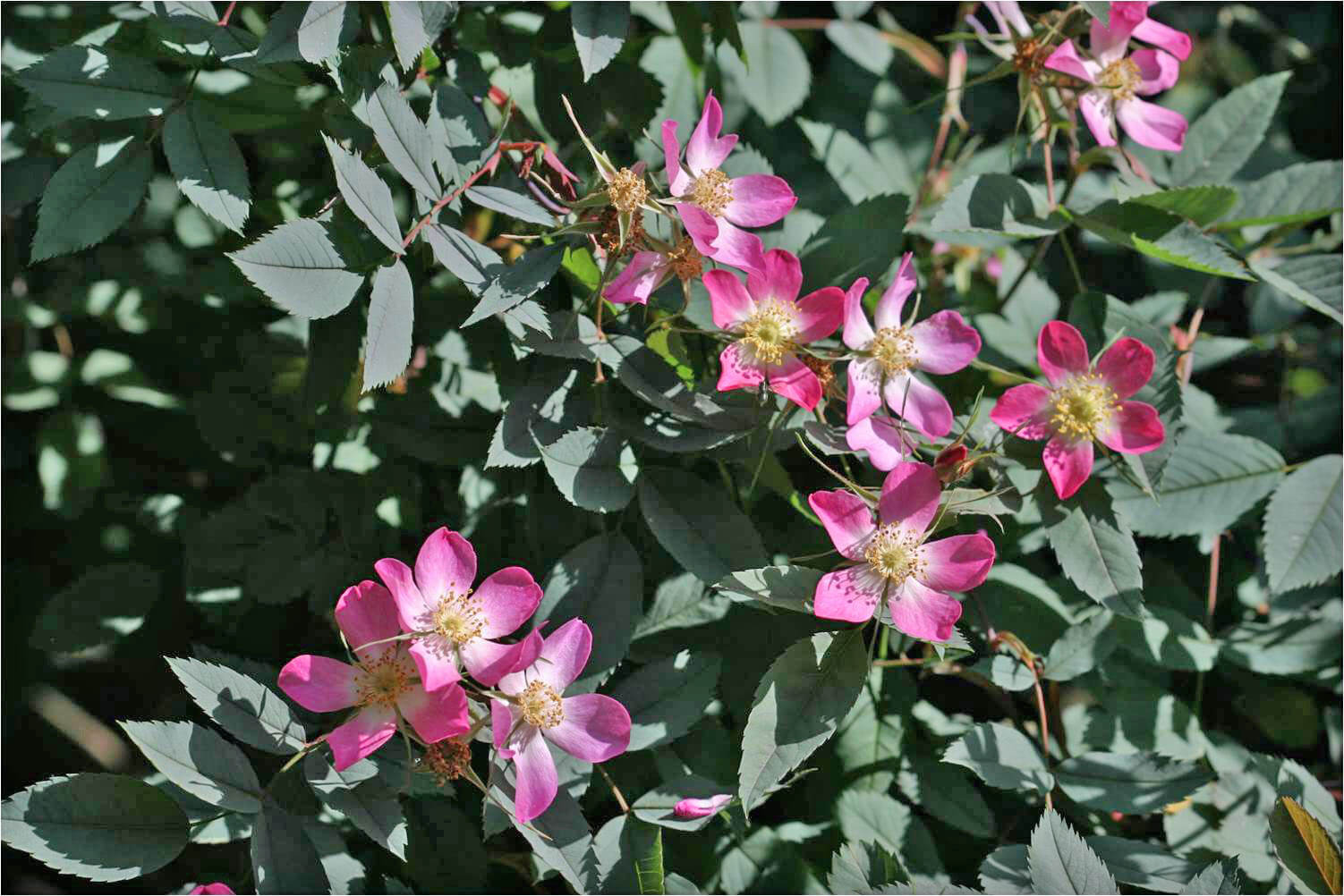 Rosa glauca