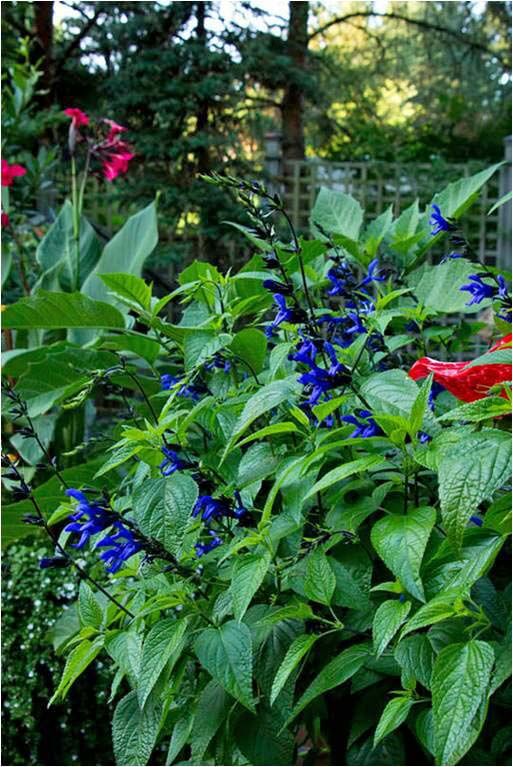 You can't go wrong with the classic, heat tolerant Salvia 'Black and Blue.'
