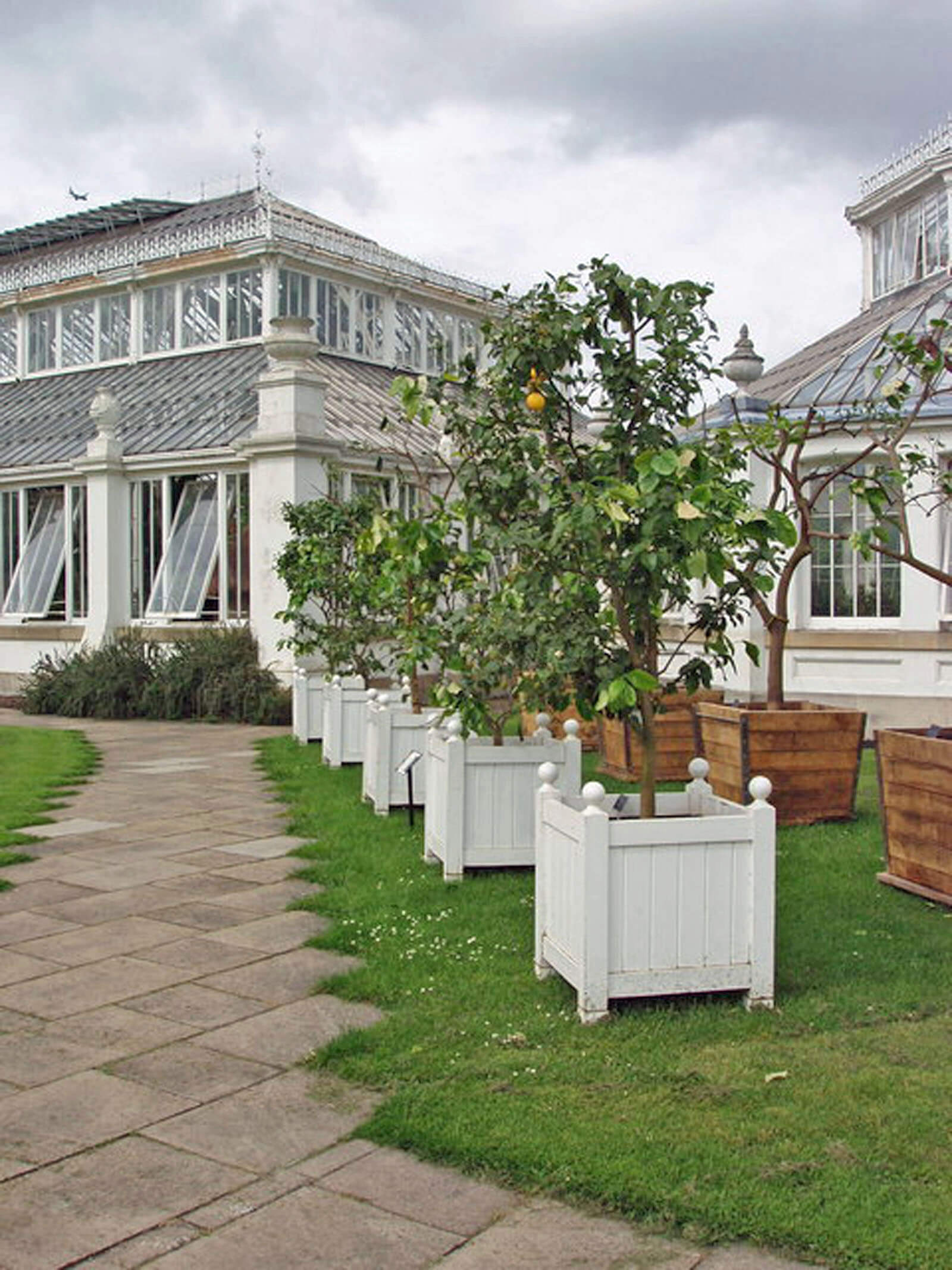 Beautifully contained lime trees in England.