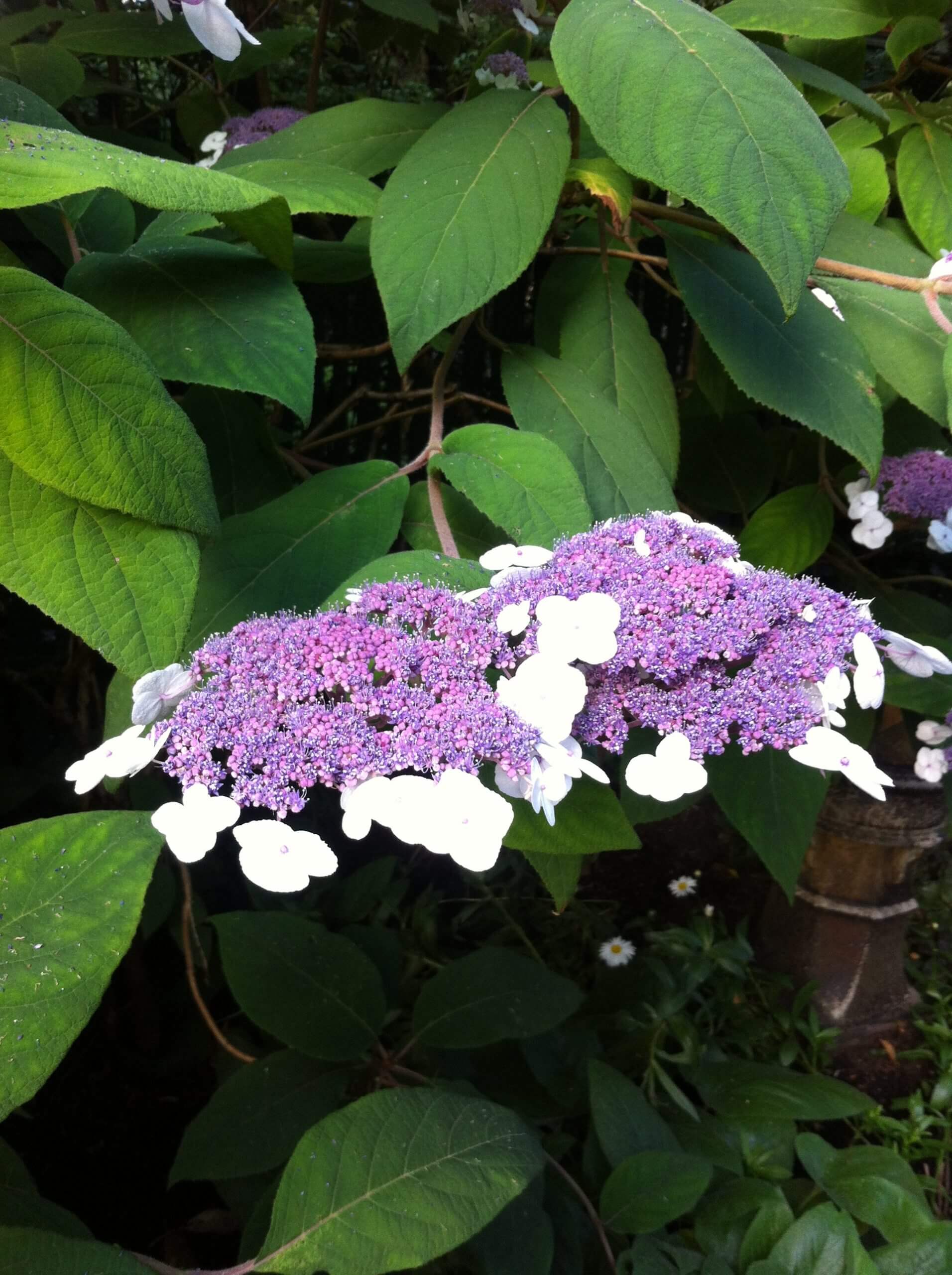 Hydrangea aspera