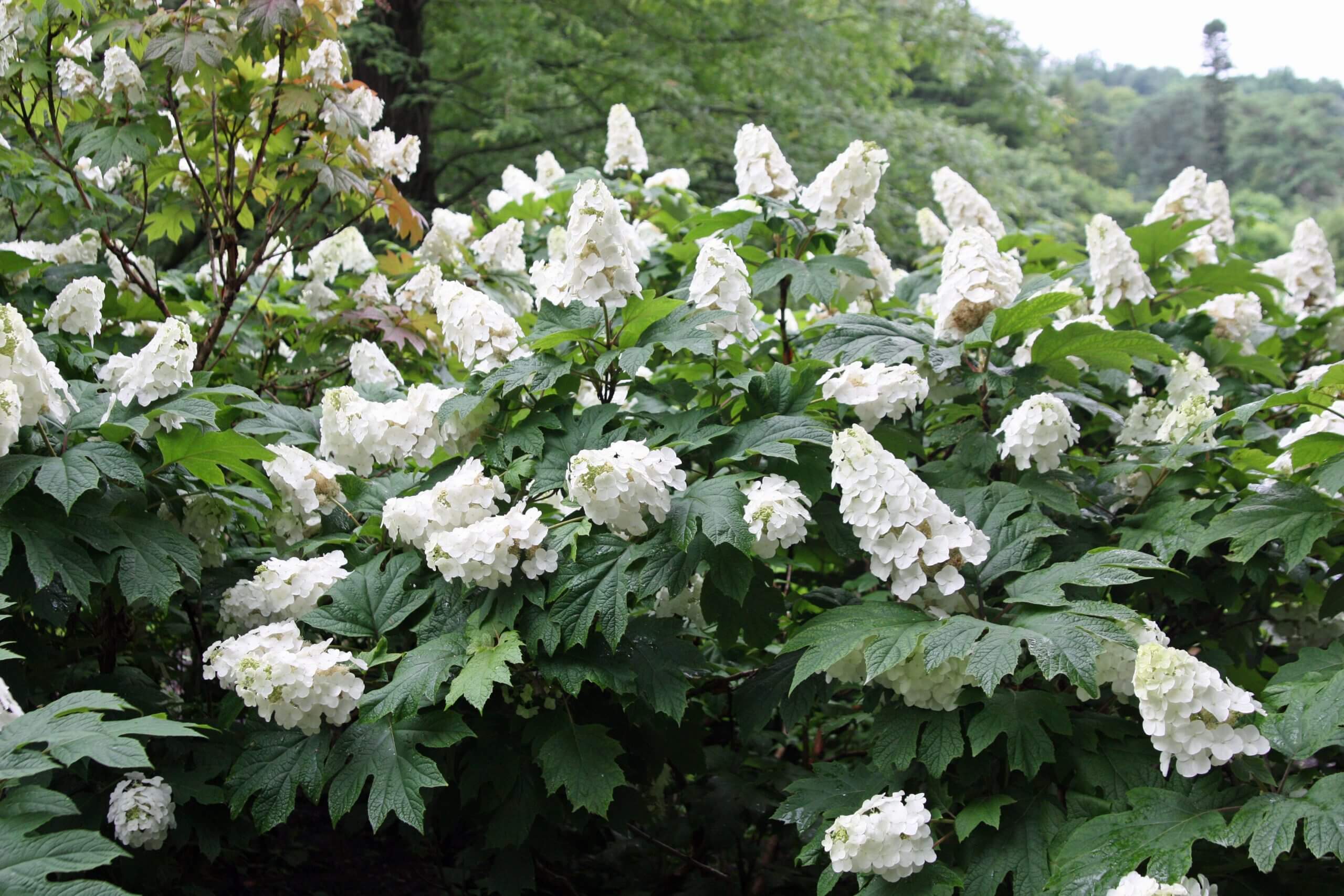 The brilliant white flowers of Snow Queen oakleaf hydrangea will brighten any summer garden, day or night.