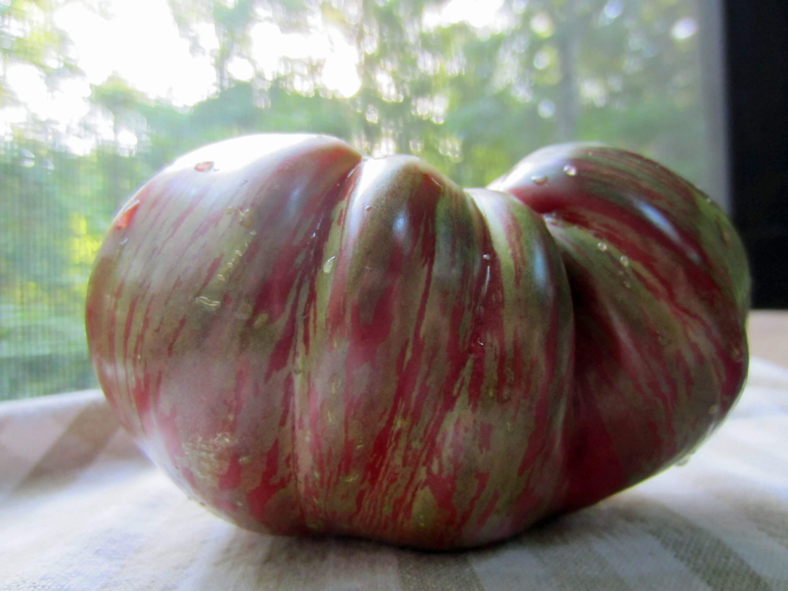 A History of the Brandywine Tomatoes by Craig LeHoullier - Victory