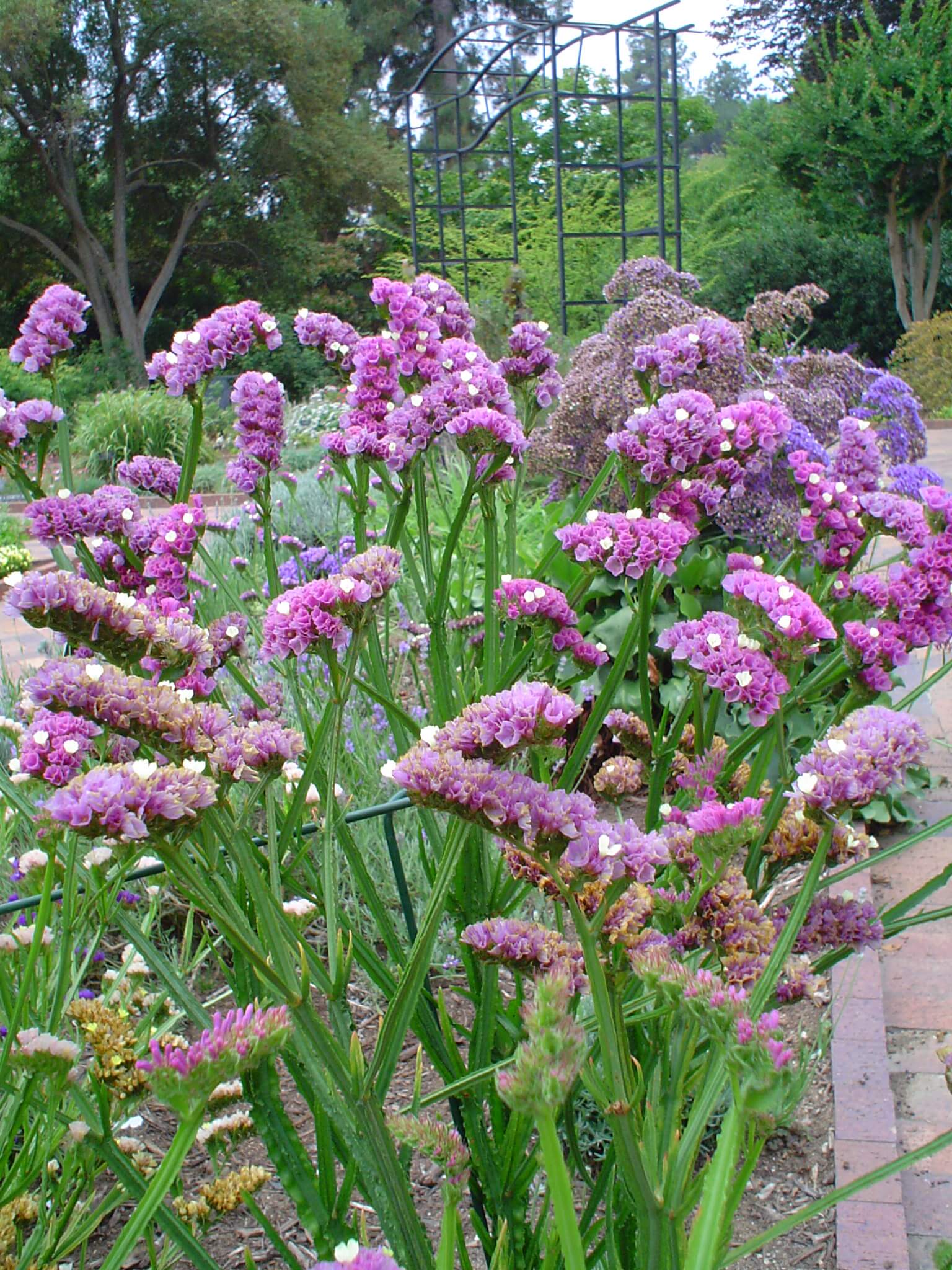 This annual statice, Limonium sinuatum, bears vivid blue flowers in climates too cold for the perennial.